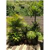 Image 1 : Multiple Potted Plants & Palms