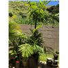 Image 2 : Multiple Potted Plants & Palms
