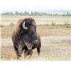Image 1 : Hunt a Bison in Beautiful Wyoming!
