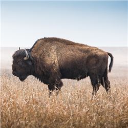 A Wild Bison Hunt in Wyoming!