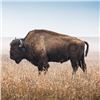 Image 1 : A Wild Bison Hunt in Wyoming!