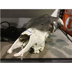 Buffalo Skull