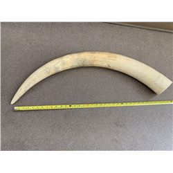 Authenticated Elephant Tusk, approx 20Lbsand 36 inches long., SOLD ON AUTHORITY FROM THE CONSIGNOR O