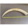 Image 1 : Authenticated Elephant Tusk, approx 20Lbsand 36 inches long., SOLD ON AUTHORITY FROM THE CONSIGNOR O