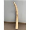 Image 5 : Authenticated Elephant Tusk, approx 20Lbsand 36 inches long., SOLD ON AUTHORITY FROM THE CONSIGNOR O