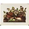 Image 2 : John J. Audubon NYGS Lithograph Key-west Doves