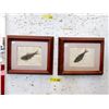 Image 1 : Pair of Framed Green River Formation Fossils