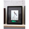 Image 1 : Framed Luke Raffin Print - Steller's Jay