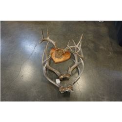 SET OF ANTLERS