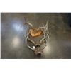 Image 1 : SET OF ANTLERS