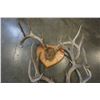 Image 3 : SET OF ANTLERS