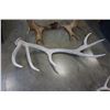 Image 2 : SET OF ANTLERS