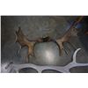 Image 3 : SET OF ANTLERS