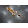 Image 1 : FOX FUR PELT