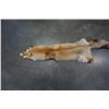 Image 2 : FOX FUR PELT