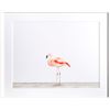 Image 1 : Sharon Montrose, Flamingo, Giclee Print
