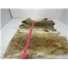 Image 3 : LOT OF 2 RABBIT PELTS (BROWN) * 19"X12" & 16" X 10"*