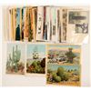 Image 1 : Flowers of the Southwest Postcards   (103259)