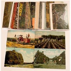 Farming Postcards   (105356)