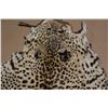 Image 2 : Leopard Skin