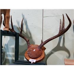 MOUNTED DEER ANTLERS - MOVIE PROP