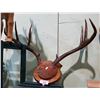 Image 1 : MOUNTED DEER ANTLERS - MOVIE PROP