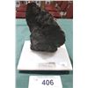 Image 1 : MARINE FOSSIL FOUND 1500 FEET ABOVE SEA LEVEL