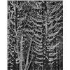 Image 2 :  Ansel Adams Yosemite Falls and Forest Detail Win