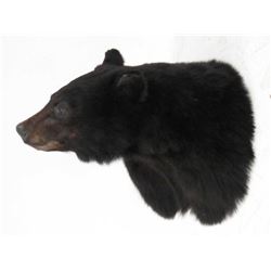 Black Bear Trophy Head Mount, Signed Parsons '02. Height 15"