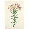 Image 1 : After Pierre-Jospeh Redoute, Floral Print, #2 Alstroemeria Pelegrina