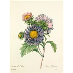 After Pierre-Jospeh Redoute, Floral Print, #9 Aster de Chine (Aster)