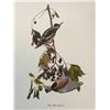 Image 1 : c1950 Audubon Print, #190 Yellow-Bellied Sapsucker