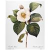 Image 1 : After Pierre-Jospeh Redoute, Floral Print, #14 Camelia blanc (white Camelia)