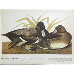 c1946 Audubon Print, #229 Lesser Scaup Duck