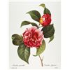Image 1 : After Pierre-Jospeh Redoute, Floral Print, #16 Camelia panache