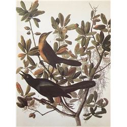 c1946 Audubon Print, #187 Boat-Tailed Grackle