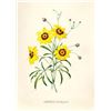 Image 1 : After Pierre-Jospeh Redoute, Floral Print, #24 Corcopsis elegant (Tickseed)