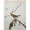 Image 1 : c1946 Audubon Print, #150 Red-Eyed Vireo