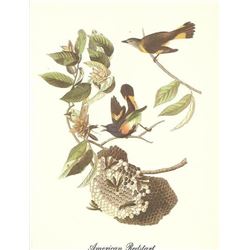 c1950 Audubon Print, American Redstart