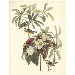 c1950 Audubon Print, Backman's Warbler