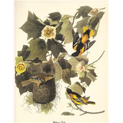 c1950 Audubon Print, Baltimore Oriole