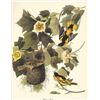 Image 1 : c1950 Audubon Print, Baltimore Oriole