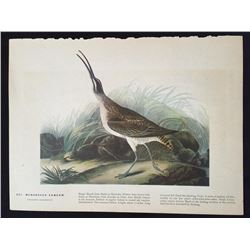 c1946 Audubon Print, #237 Hudsonian Curlew