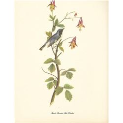 c1950 Audubon Print, Black Throated Blue Warbler