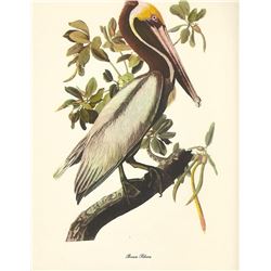c1950 Audubon Print, Brown Pelican