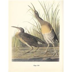 c1950 Audubon Print, Clapper Rail