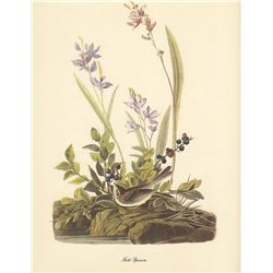 c1950 Audubon Print, Field Sparrow