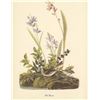 Image 1 : c1950 Audubon Print, Field Sparrow