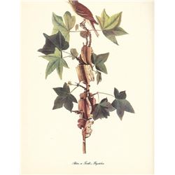 c1950 Audubon Print, Alder, or Traill's, Flycatcher