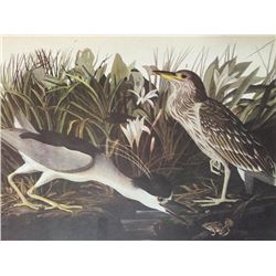 Audubon Print, #236 Black-Crowned Night Heron